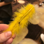 Big Bird Gave Me A Feather