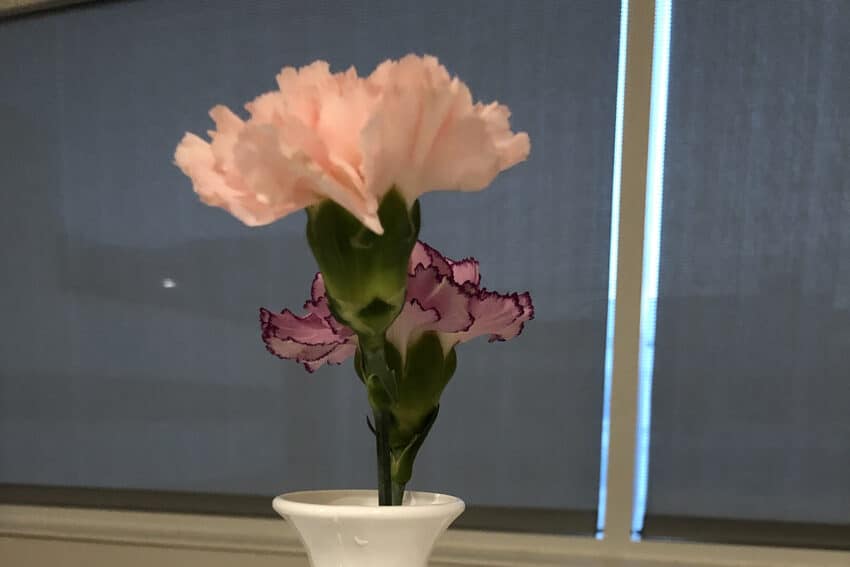 red and pink carnations in white vase for three things I learned from my kidney