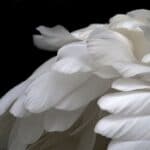 white angels wings on black background