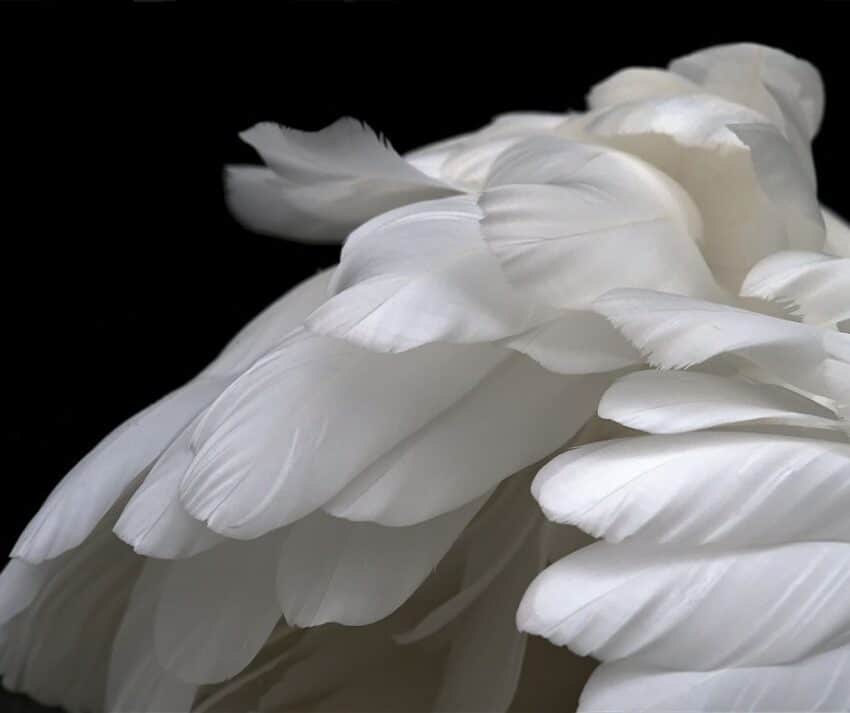 white angels wings on black background